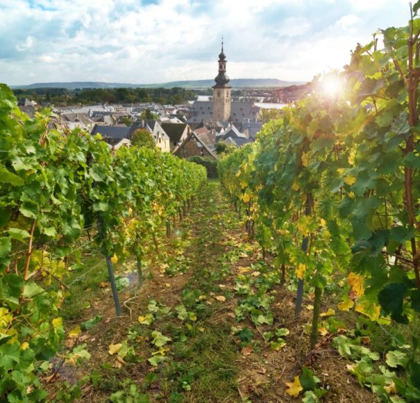 European River Cruise Rudesheim and vineyards